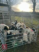10 JACOB EWES - BIDS PER LIFE - 8