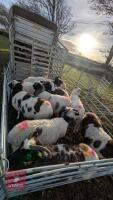 10 JACOB EWES - BIDS PER LIFE - 9