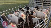 10 JACOB EWES - BIDS PER LIFE - 10
