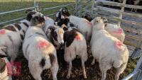 10 JACOB EWES - BIDS PER LIFE - 11