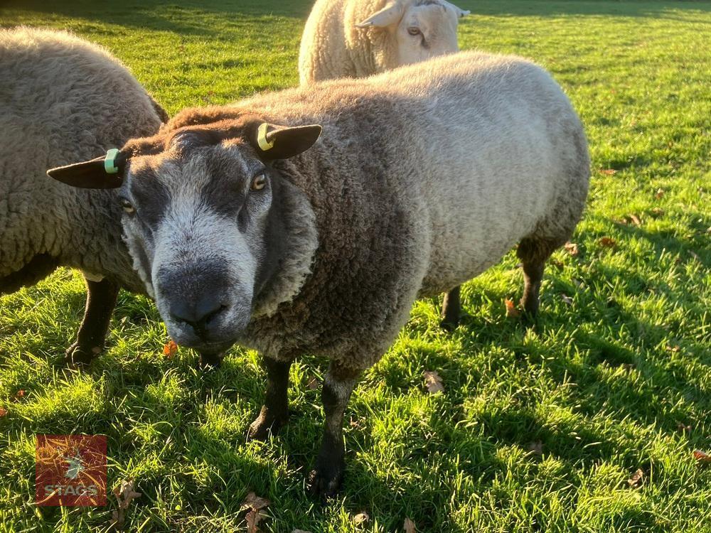 BLUE TEXEL 2T RAM