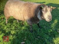 BLUE TEXEL 2T RAM - 2