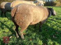 BLUE TEXEL 2T RAM - 3