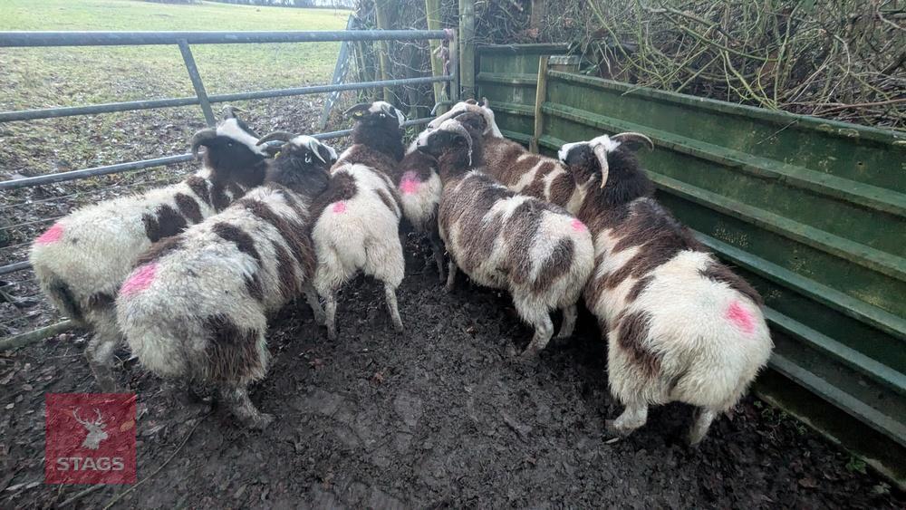 7 JACOB EWES - BIDS PER LIFE