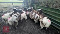 7 JACOB EWES - BIDS PER LIFE