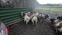 7 JACOB EWES - BIDS PER LIFE - 2
