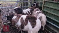 7 JACOB EWES - BIDS PER LIFE - 4