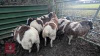 7 JACOB EWES - BIDS PER LIFE - 5