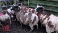 7 JACOB EWES - BIDS PER LIFE - 6