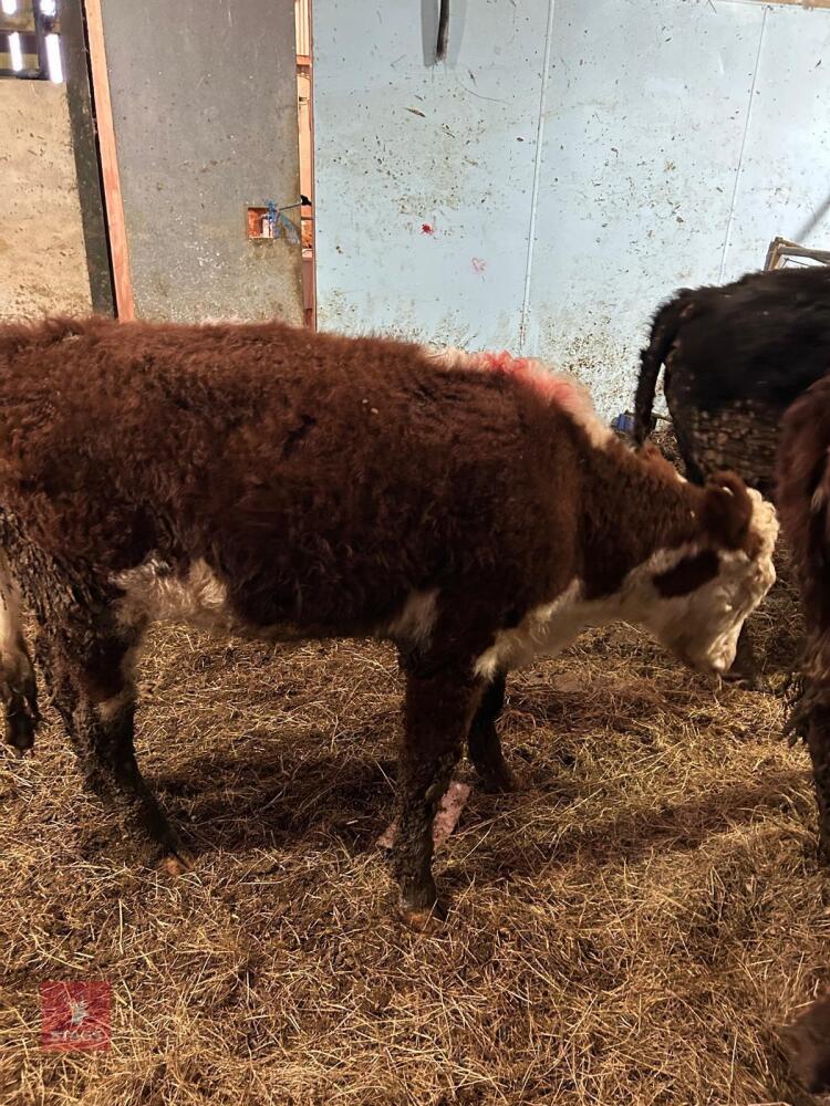 8MO HEREFORD X HEIFER