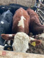 8MO HEREFORD X HEIFER - 2