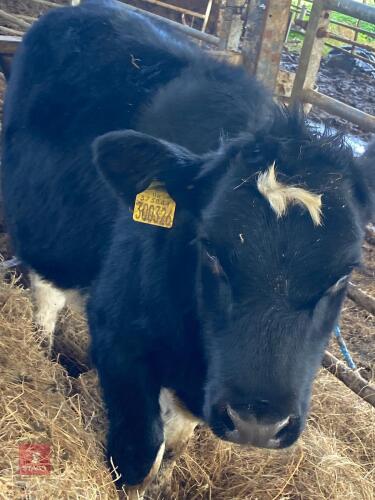 8MO HEREFORD HEIFER SUCKLED CALF