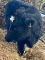 8MO HEREFORD HEIFER SUCKLED CALF - 2