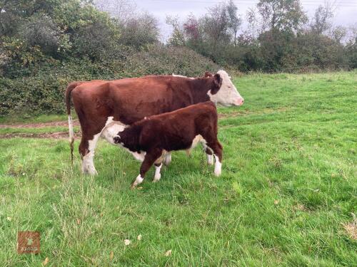 2YO HEREFORD X COW AND 7MO CALF - BIDS FOR THE GROUP