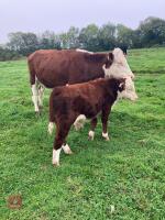 2YO HEREFORD X COW AND 7MO CALF - BIDS FOR THE GROUP - 2