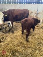 2YO HEREFORD X COW AND 7MO CALF - BIDS FOR THE GROUP - 4