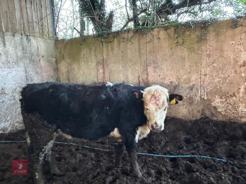 1YO HEREFORD X STIRK BULL