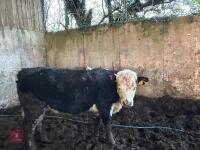 1YO HEREFORD X STIRK BULL