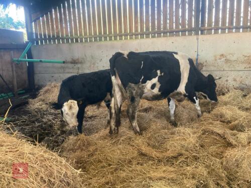4YO HOLSTEIN FRIESIAN COW AND 3MO CALF - BIDS FOR THE GROUP