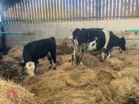 4YO HOLSTEIN FRIESIAN COW AND 3MO CALF - BIDS FOR THE GROUP - 2