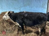 4YO HOLSTEIN FRIESIAN COW AND 3MO CALF - BIDS FOR THE GROUP - 3