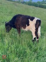 1YO HEREFORD X HEIFER