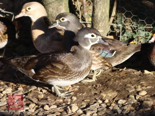 1 FEMALE CAROLINA WILDFOWL DUCK