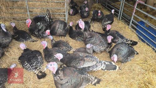 5 X BRONZE DOUBLE BREASTED TURKEYS - BIDS PER LIFE