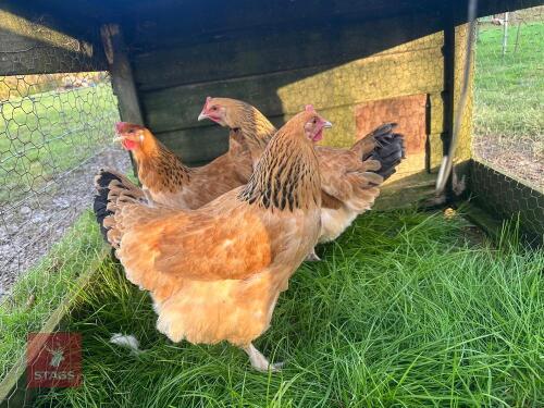 3 X BUFF SUSSEX - BIDS PER LIFE