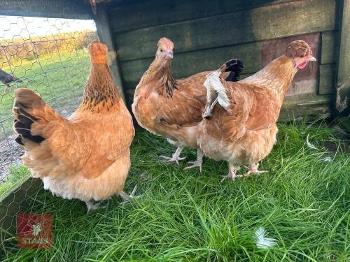 3 X POM POM BUFF SUSSEX - BIDS PER LIFE