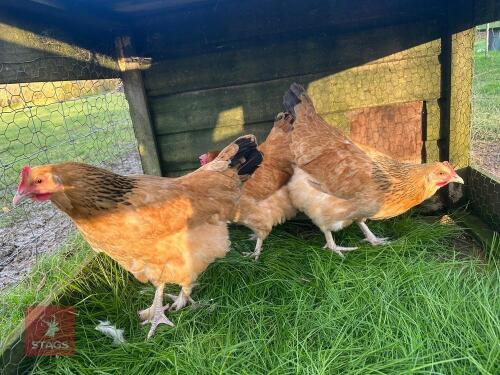 4 X BUFF SUSSEX - BIDS PER LIFE