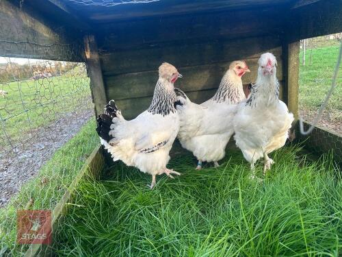 4 X POM POM SUSSEX - BIDS PER LIFE