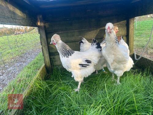 4 X POM POM SUSSEX - BIDS PER LIFE