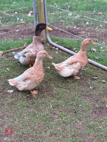 TRIO OF BUFF ORPINGTON DUCKS - BIDS PER LIFE