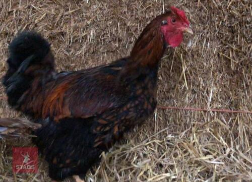 PAIR OF MIXED BREED CHICKENS - BIDS PER LIFE