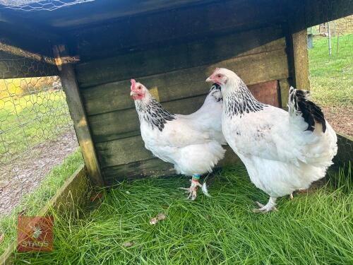5 X LIGHT SUSSEX PULLETS - BIDS PER LIFE