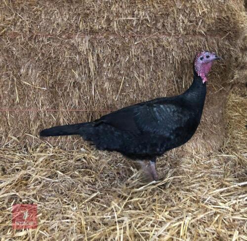 TRIO OF NORFOLK AND NARRAGANSETT TURKEY - BIDS PER LIFE