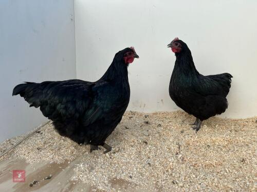 2 X LARGE BLACK AUSTRALORP PULLETS - BIDS PER LIFE