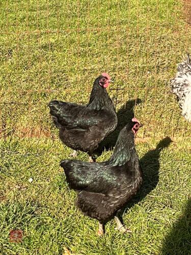 2 X BLACK AUSTRALORP BANTAM PULLETS - BIDS PER LIFE