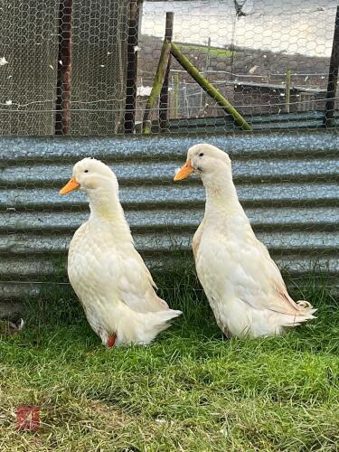 2 X WHITE GERMAN PEKIN DUCKS - BIDS PER LIFE