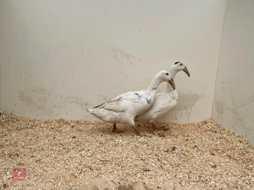 PAIR OF HOOKBILL DUCKS - BIDS PER LIFE