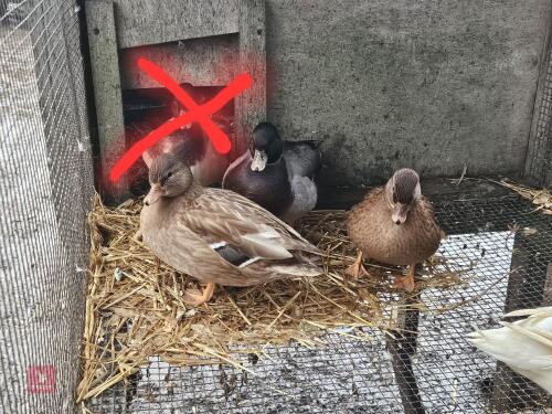 TRIO OF FAWN CALL DUCKS - BIDS PER LIFE