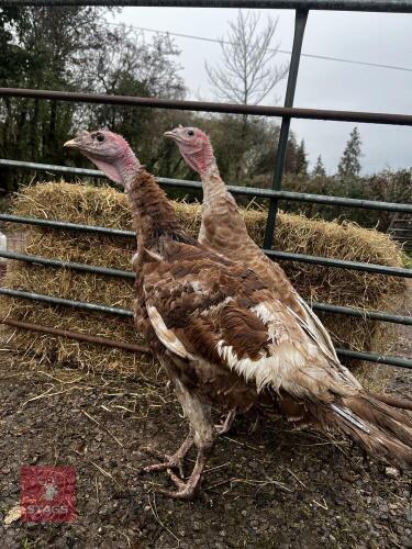 PAIR OF BOURBON RED TURKEYS - BIDS PER LIFE
