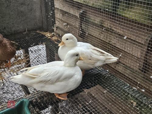 PAIR OF WHITE CALL DUCKS - BIDS PER LIFE