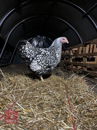 SILVER LACED WYANDOTTE BANTAM HEN