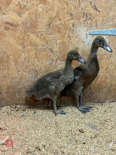 2 UNSEXED KHAKI CAMPBELL DUCKS - BIDS PER LIFE
