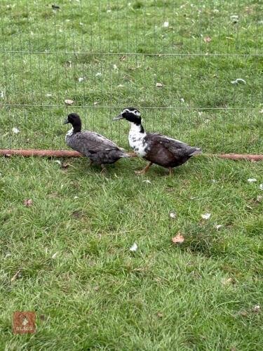 PAIR OF BLUE MINIATURE DUCKS - BIDS PER LIFE