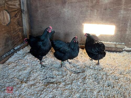 2 X BLACK AUSTRALORP BANTAM PULLETS - BIDS PER LIFE