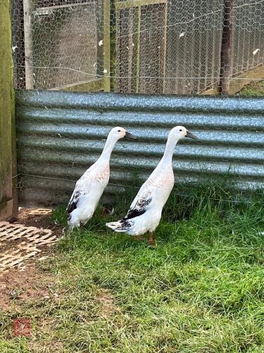 2 X POL INDIAN RUNNER HEN DUCKS - BIDS PER LIFE