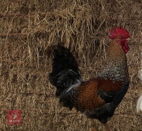 PAIR OF MIXED BREED CHICKENS - BIDS PER LIFE